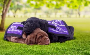 Puppies in RSB jackets sleeping on grass