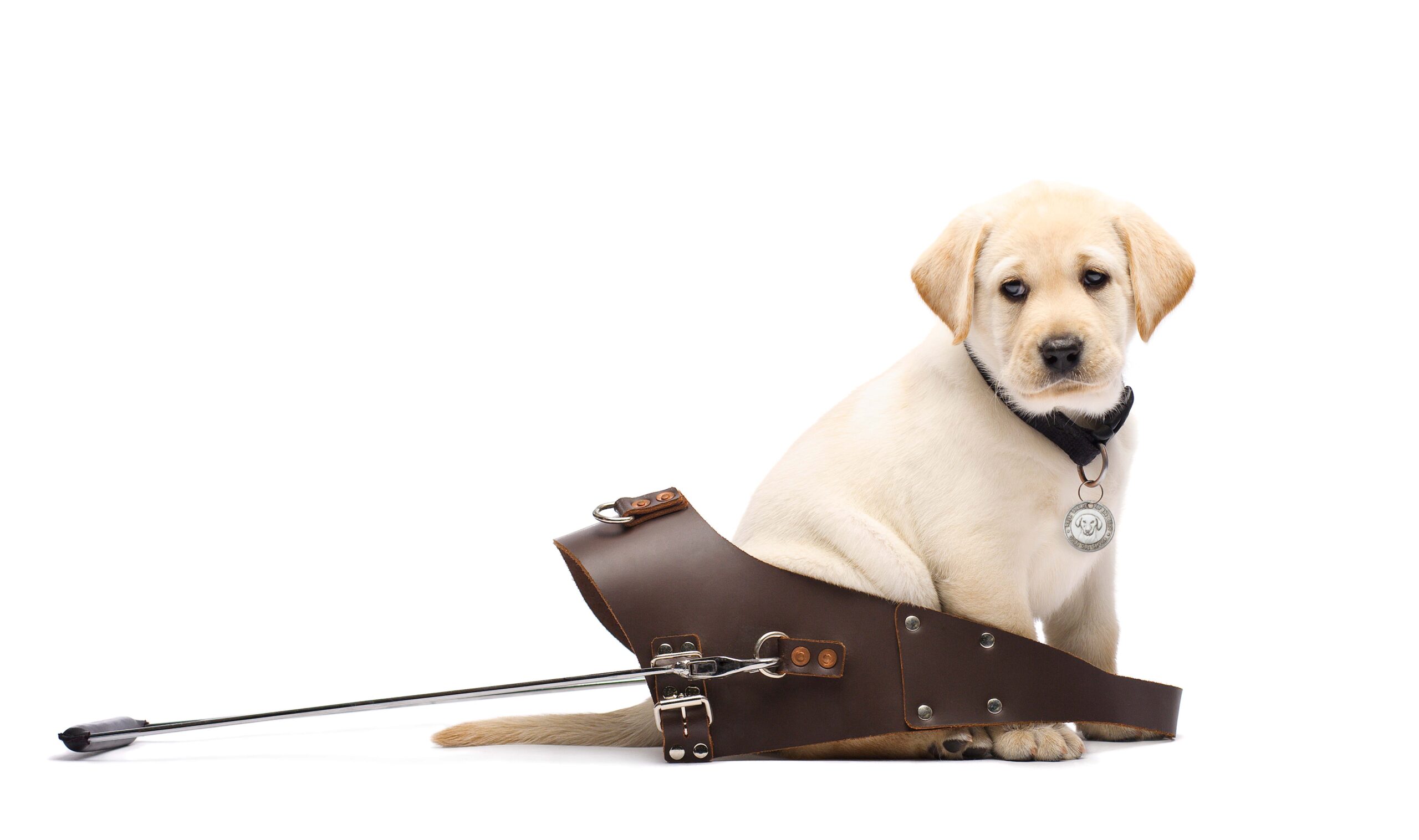 cute puppy sitting in leather seeing eye dog harness that is too big